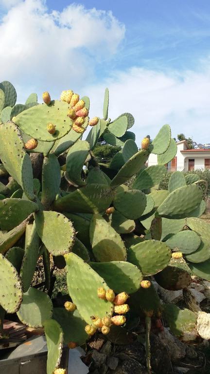 Ferienwohnung Sole E Fiori Di Sicilia Valderice Exterior foto